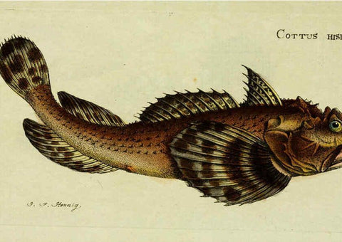 Reproducción/Reproduction 6006010658: M.E. Blochii ... Systema ichthyologiae iconibus CX illustratum v.2 Berolini :Sumtibus auctoris impressum et Bibliopolio Sanderiano commissum,1801