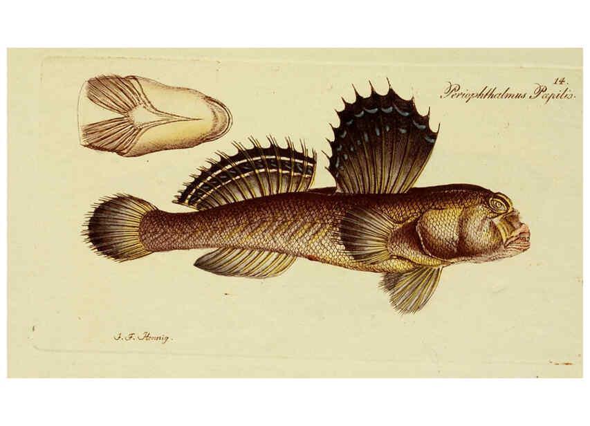 Reproducción/Reproduction 6005468019: M.E. Blochii ... Systema ichthyologiae iconibus CX illustratum v.2 Berolini :Sumtibus auctoris impressum et Bibliopolio Sanderiano commissum,1801
