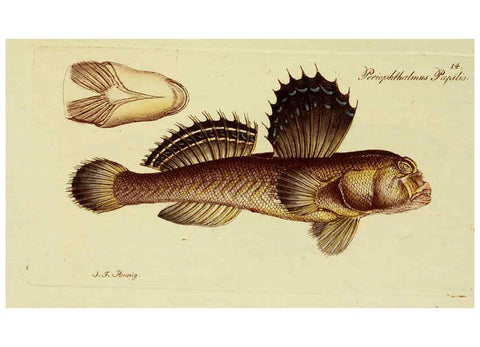 Reproducción/Reproduction 6005468019: M.E. Blochii ... Systema ichthyologiae iconibus CX illustratum v.2 Berolini :Sumtibus auctoris impressum et Bibliopolio Sanderiano commissum,1801