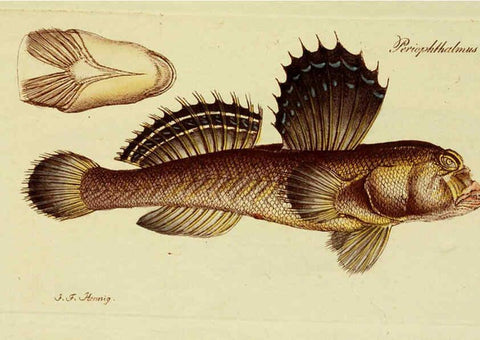 Reproducción/Reproduction 6005468019: M.E. Blochii ... Systema ichthyologiae iconibus CX illustratum v.2 Berolini :Sumtibus auctoris impressum et Bibliopolio Sanderiano commissum,1801