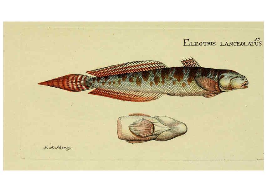 Reproducción/Reproduction 6006011376: M.E. Blochii ... Systema ichthyologiae iconibus CX illustratum v.2 Berolini :Sumtibus auctoris impressum et Bibliopolio Sanderiano commissum,1801