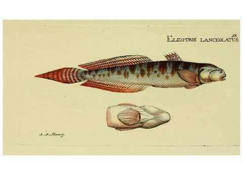 Reproducción/Reproduction 6006011376: M.E. Blochii ... Systema ichthyologiae iconibus CX illustratum v.2 Berolini :Sumtibus auctoris impressum et Bibliopolio Sanderiano commissum,1801