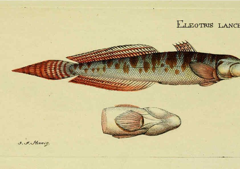 Reproducción/Reproduction 6006011376: M.E. Blochii ... Systema ichthyologiae iconibus CX illustratum v.2 Berolini :Sumtibus auctoris impressum et Bibliopolio Sanderiano commissum,1801
