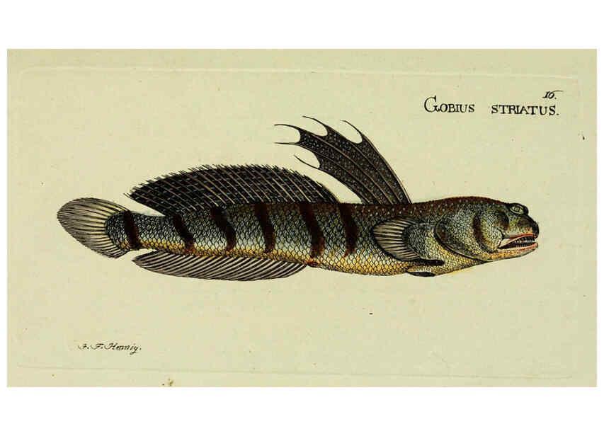 Reproducción/Reproduction 6005468653: M.E. Blochii ... Systema ichthyologiae iconibus CX illustratum v.2 Berolini :Sumtibus auctoris impressum et Bibliopolio Sanderiano commissum,1801