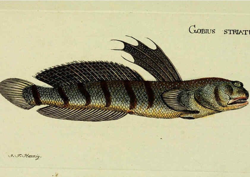 Reproducción/Reproduction 6005468653: M.E. Blochii ... Systema ichthyologiae iconibus CX illustratum v.2 Berolini :Sumtibus auctoris impressum et Bibliopolio Sanderiano commissum,1801