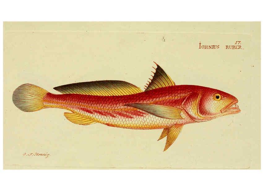 Reproducción/Reproduction 6006012054: M.E. Blochii ... Systema ichthyologiae iconibus CX illustratum v.2 Berolini :Sumtibus auctoris impressum et Bibliopolio Sanderiano commissum,1801