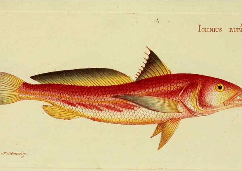 Reproducción/Reproduction 6006012054: M.E. Blochii ... Systema ichthyologiae iconibus CX illustratum v.2 Berolini :Sumtibus auctoris impressum et Bibliopolio Sanderiano commissum,1801