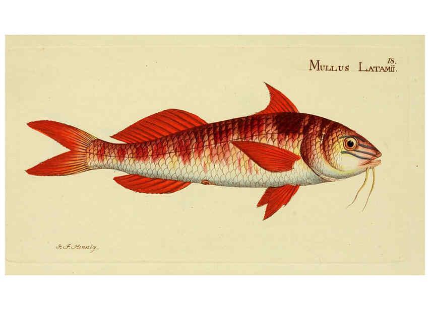 Reproducción/Reproduction 6005469171: M.E. Blochii ... Systema ichthyologiae iconibus CX illustratum v.2 Berolini :Sumtibus auctoris impressum et Bibliopolio Sanderiano commissum,1801