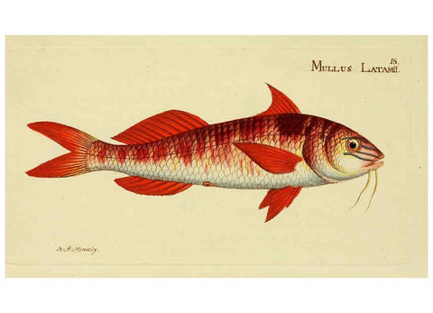 Reproducción/Reproduction 6005469171: M.E. Blochii ... Systema ichthyologiae iconibus CX illustratum v.2 Berolini :Sumtibus auctoris impressum et Bibliopolio Sanderiano commissum,1801
