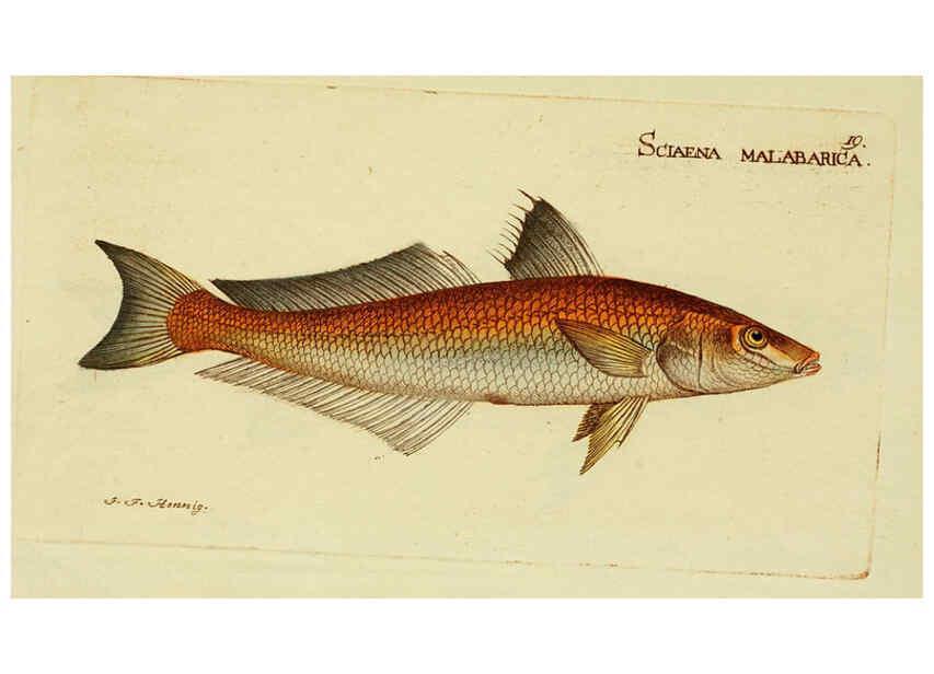 Reproducción/Reproduction 6006012658: M.E. Blochii ... Systema ichthyologiae iconibus CX illustratum v.2 Berolini :Sumtibus auctoris impressum et Bibliopolio Sanderiano commissum,1801
