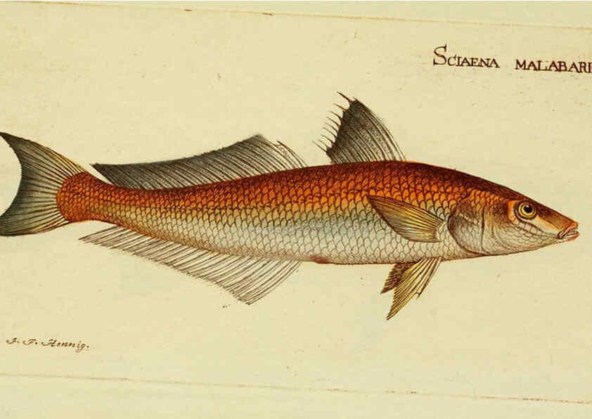 Reproducción/Reproduction 6006012658: M.E. Blochii ... Systema ichthyologiae iconibus CX illustratum v.2 Berolini :Sumtibus auctoris impressum et Bibliopolio Sanderiano commissum,1801