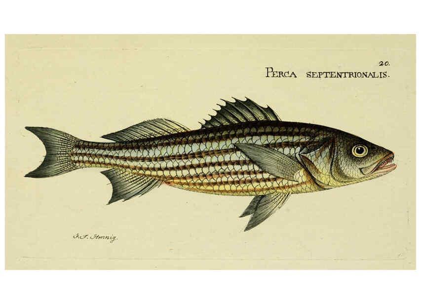 Reproducción/Reproduction 6005469825: M.E. Blochii ... Systema ichthyologiae iconibus CX illustratum v.2 Berolini :Sumtibus auctoris impressum et Bibliopolio Sanderiano commissum,1801