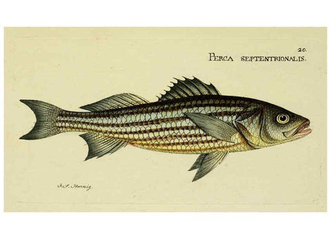 Reproducción/Reproduction 6005469825: M.E. Blochii ... Systema ichthyologiae iconibus CX illustratum v.2 Berolini :Sumtibus auctoris impressum et Bibliopolio Sanderiano commissum,1801