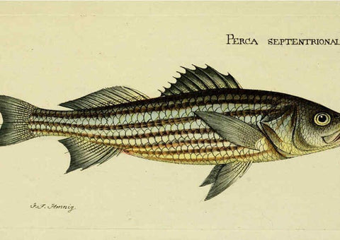 Reproducción/Reproduction 6005469825: M.E. Blochii ... Systema ichthyologiae iconibus CX illustratum v.2 Berolini :Sumtibus auctoris impressum et Bibliopolio Sanderiano commissum,1801