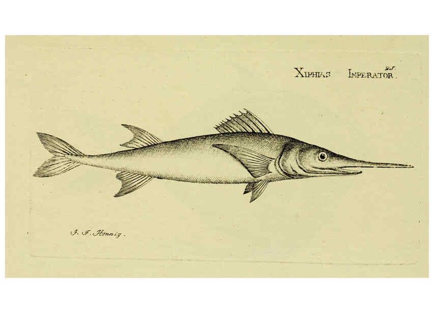 Reproducción/Reproduction 6006013270: M.E. Blochii ... Systema ichthyologiae iconibus CX illustratum v.2 Berolini :Sumtibus auctoris impressum et Bibliopolio Sanderiano commissum,1801