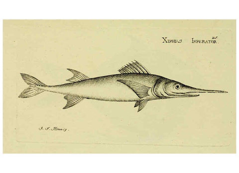 Reproducción/Reproduction 6006013270: M.E. Blochii ... Systema ichthyologiae iconibus CX illustratum v.2 Berolini :Sumtibus auctoris impressum et Bibliopolio Sanderiano commissum,1801