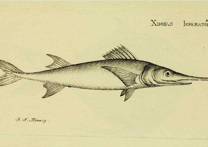 Reproducción/Reproduction 6006013270: M.E. Blochii ... Systema ichthyologiae iconibus CX illustratum v.2 Berolini :Sumtibus auctoris impressum et Bibliopolio Sanderiano commissum,1801