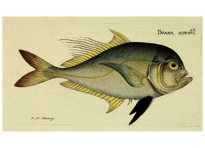 Reproducción/Reproduction 6005470911: M.E. Blochii ... Systema ichthyologiae iconibus CX illustratum v.2 Berolini :Sumtibus auctoris impressum et Bibliopolio Sanderiano commissum,1801