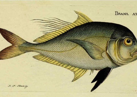 Reproducción/Reproduction 6005470911: M.E. Blochii ... Systema ichthyologiae iconibus CX illustratum v.2 Berolini :Sumtibus auctoris impressum et Bibliopolio Sanderiano commissum,1801