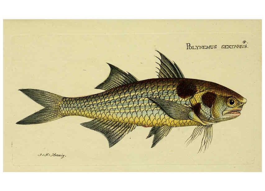 Reproducción/Reproduction 6006007000: M.E. Blochii ... Systema ichthyologiae iconibus CX illustratum v.2 Berolini :Sumtibus auctoris impressum et Bibliopolio Sanderiano commissum,1801