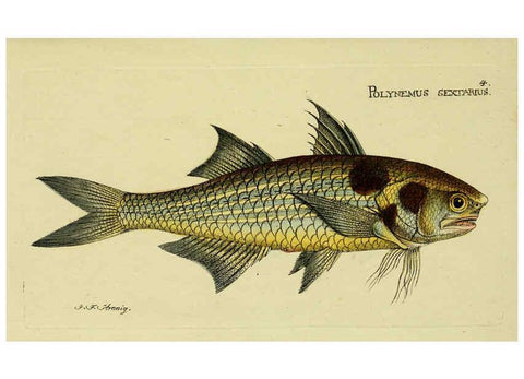 Reproducción/Reproduction 6006007000: M.E. Blochii ... Systema ichthyologiae iconibus CX illustratum v.2 Berolini :Sumtibus auctoris impressum et Bibliopolio Sanderiano commissum,1801