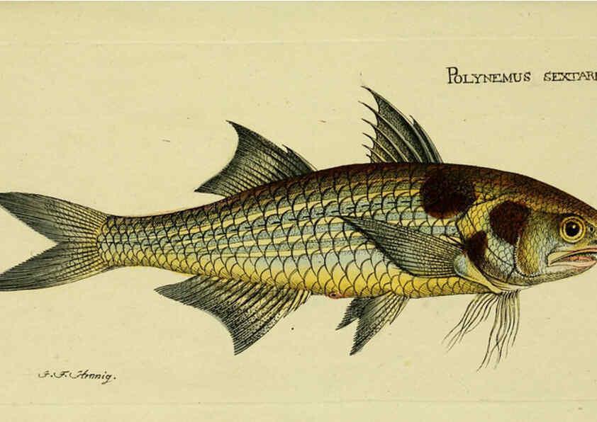 Reproducción/Reproduction 6006007000: M.E. Blochii ... Systema ichthyologiae iconibus CX illustratum v.2 Berolini :Sumtibus auctoris impressum et Bibliopolio Sanderiano commissum,1801