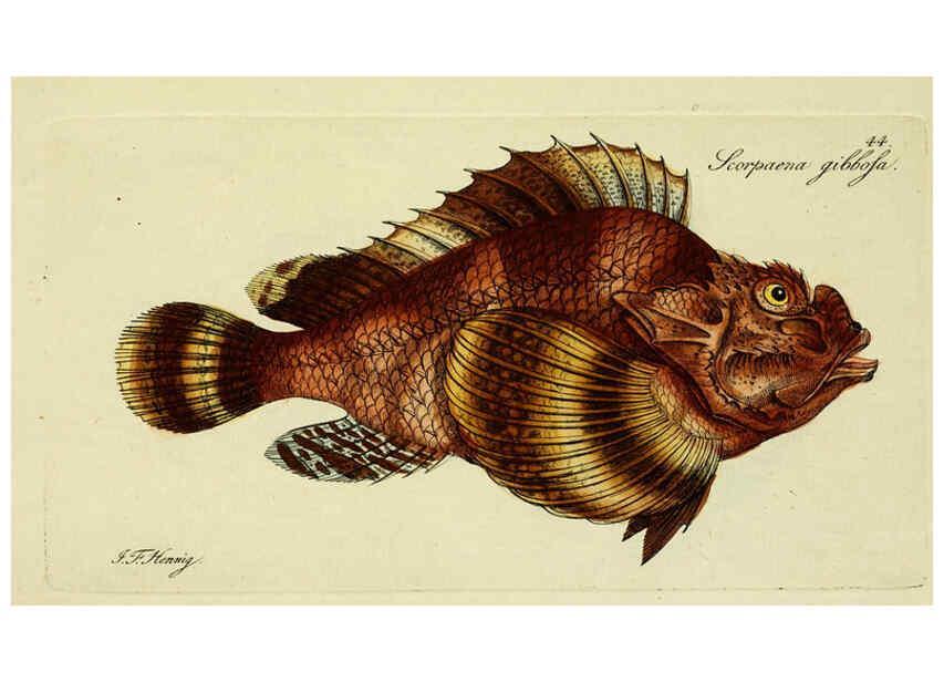 Reproducción/Reproduction 6006020742: M.E. Blochii ... Systema ichthyologiae iconibus CX illustratum v.2 Berolini :Sumtibus auctoris impressum et Bibliopolio Sanderiano commissum,1801