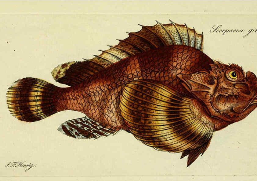 Reproducción/Reproduction 6006020742: M.E. Blochii ... Systema ichthyologiae iconibus CX illustratum v.2 Berolini :Sumtibus auctoris impressum et Bibliopolio Sanderiano commissum,1801