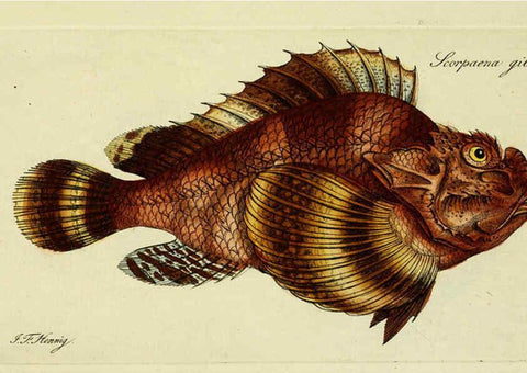 Reproducción/Reproduction 6006020742: M.E. Blochii ... Systema ichthyologiae iconibus CX illustratum v.2 Berolini :Sumtibus auctoris impressum et Bibliopolio Sanderiano commissum,1801