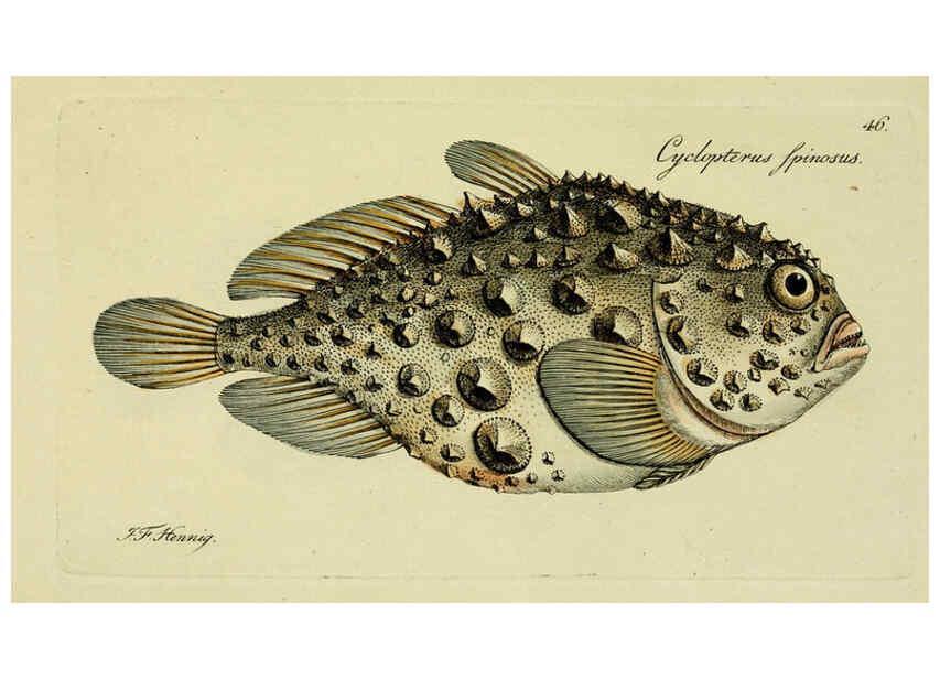 Reproducción/Reproduction 6006021320: M.E. Blochii ... Systema ichthyologiae iconibus CX illustratum v.2 Berolini :Sumtibus auctoris impressum et Bibliopolio Sanderiano commissum,1801