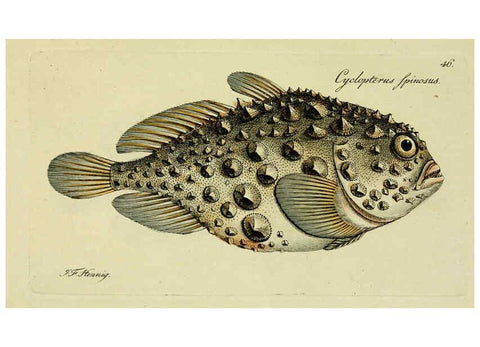 Reproducción/Reproduction 6006021320: M.E. Blochii ... Systema ichthyologiae iconibus CX illustratum v.2 Berolini :Sumtibus auctoris impressum et Bibliopolio Sanderiano commissum,1801