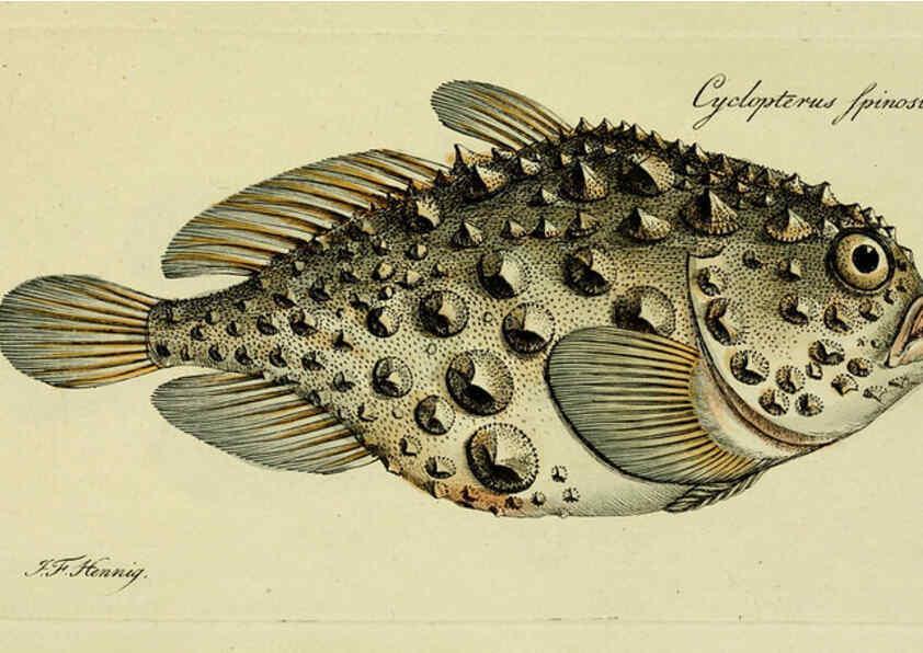 Reproducción/Reproduction 6006021320: M.E. Blochii ... Systema ichthyologiae iconibus CX illustratum v.2 Berolini :Sumtibus auctoris impressum et Bibliopolio Sanderiano commissum,1801