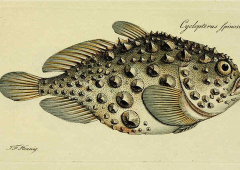 Reproducción/Reproduction 6006021320: M.E. Blochii ... Systema ichthyologiae iconibus CX illustratum v.2 Berolini :Sumtibus auctoris impressum et Bibliopolio Sanderiano commissum,1801