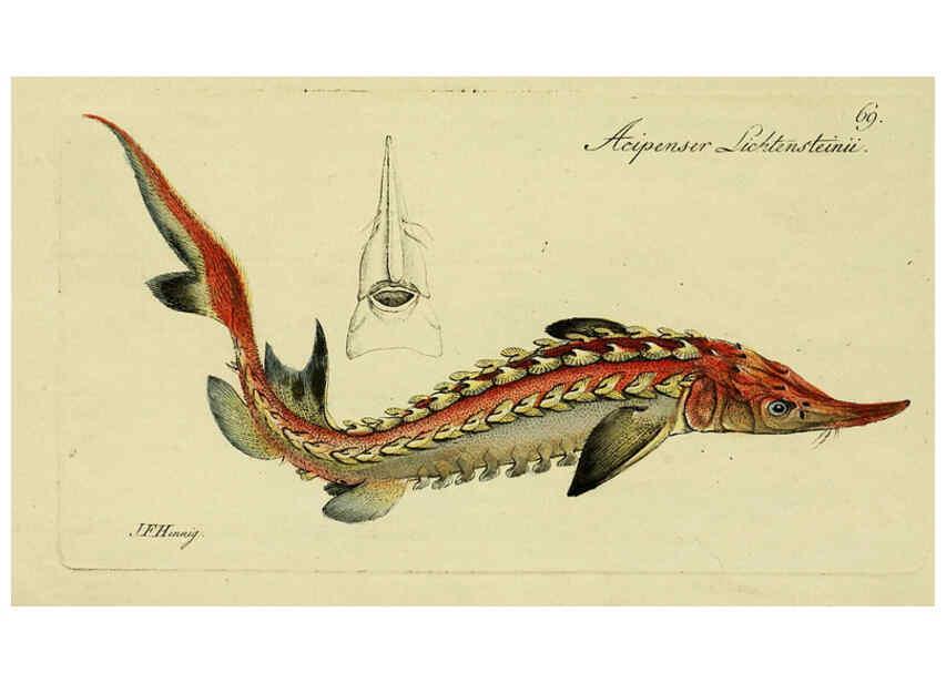 Reproducción/Reproduction 6005485677: M.E. Blochii ... Systema ichthyologiae iconibus CX illustratum v.2 Berolini :Sumtibus auctoris impressum et Bibliopolio Sanderiano commissum,1801