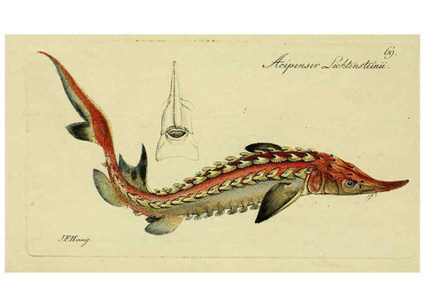 Reproducción/Reproduction 6005485677: M.E. Blochii ... Systema ichthyologiae iconibus CX illustratum v.2 Berolini :Sumtibus auctoris impressum et Bibliopolio Sanderiano commissum,1801