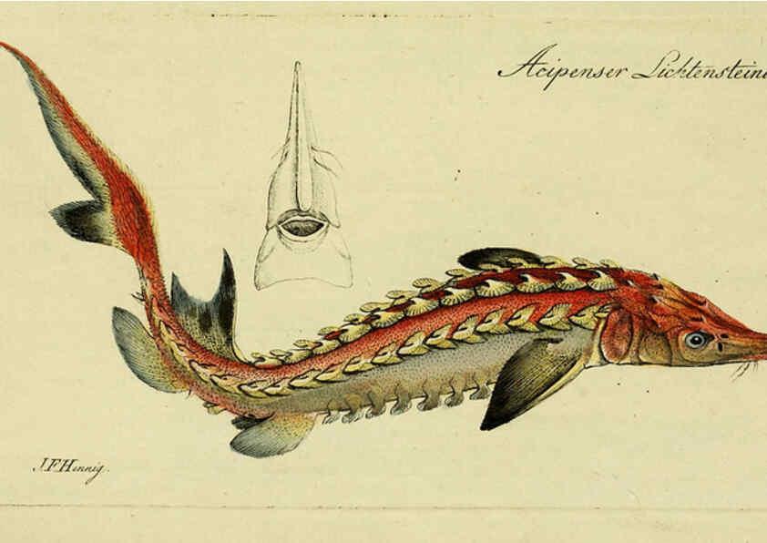 Reproducción/Reproduction 6005485677: M.E. Blochii ... Systema ichthyologiae iconibus CX illustratum v.2 Berolini :Sumtibus auctoris impressum et Bibliopolio Sanderiano commissum,1801
