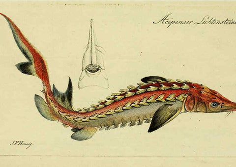 Reproducción/Reproduction 6005485677: M.E. Blochii ... Systema ichthyologiae iconibus CX illustratum v.2 Berolini :Sumtibus auctoris impressum et Bibliopolio Sanderiano commissum,1801