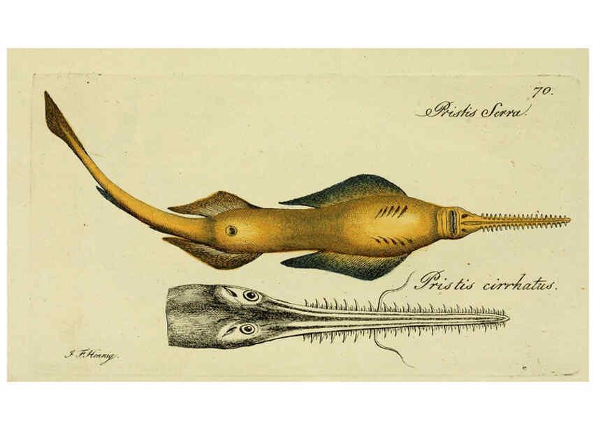 Reproducción/Reproduction 6006028756: M.E. Blochii ... Systema ichthyologiae iconibus CX illustratum v.2 Berolini :Sumtibus auctoris impressum et Bibliopolio Sanderiano commissum,1801