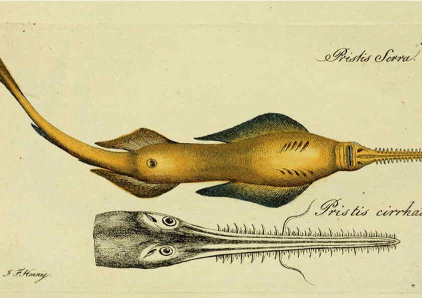 Reproducción/Reproduction 6006028756: M.E. Blochii ... Systema ichthyologiae iconibus CX illustratum v.2 Berolini :Sumtibus auctoris impressum et Bibliopolio Sanderiano commissum,1801