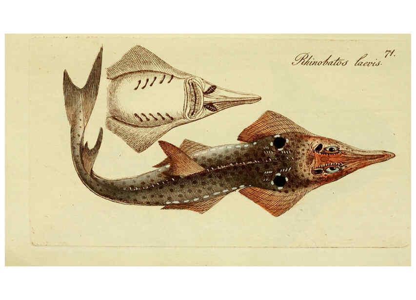 Reproducción/Reproduction 6005486249: M.E. Blochii ... Systema ichthyologiae iconibus CX illustratum v.2 Berolini :Sumtibus auctoris impressum et Bibliopolio Sanderiano commissum,1801