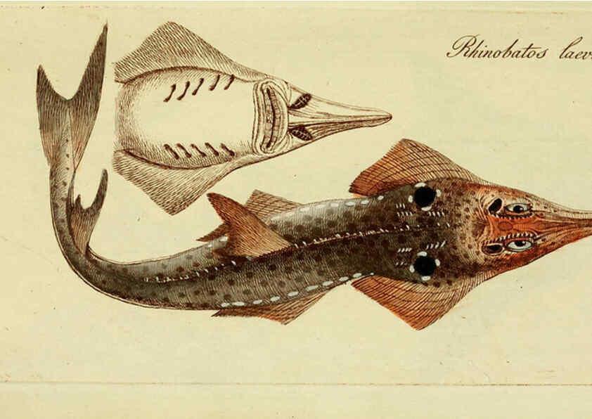 Reproducción/Reproduction 6005486249: M.E. Blochii ... Systema ichthyologiae iconibus CX illustratum v.2 Berolini :Sumtibus auctoris impressum et Bibliopolio Sanderiano commissum,1801