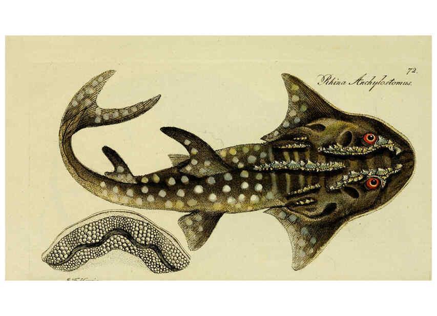 Reproducción/Reproduction 6005486619: M.E. Blochii ... Systema ichthyologiae iconibus CX illustratum v.2 Berolini :Sumtibus auctoris impressum et Bibliopolio Sanderiano commissum,1801