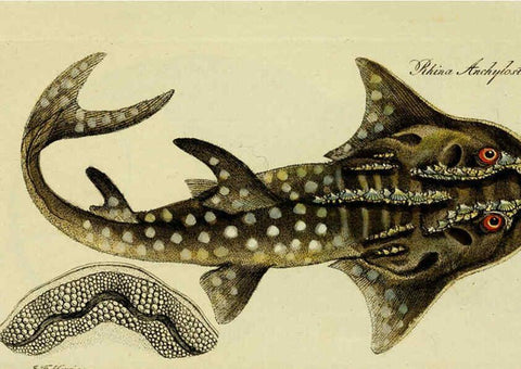 Reproducción/Reproduction 6005486619: M.E. Blochii ... Systema ichthyologiae iconibus CX illustratum v.2 Berolini :Sumtibus auctoris impressum et Bibliopolio Sanderiano commissum,1801