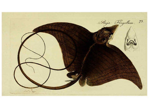 Reproducción/Reproduction 6005486879: M.E. Blochii ... Systema ichthyologiae iconibus CX illustratum v.2 Berolini :Sumtibus auctoris impressum et Bibliopolio Sanderiano commissum,1801