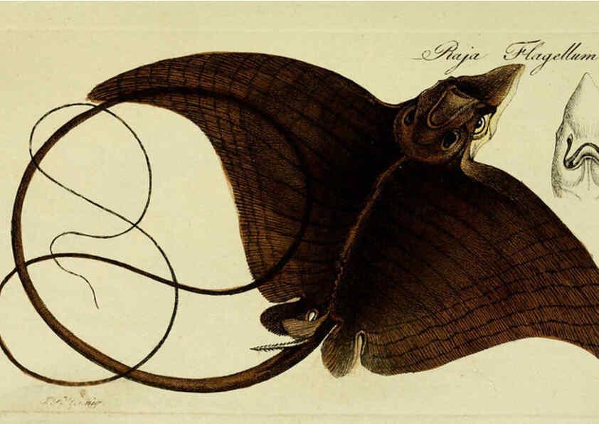Reproducción/Reproduction 6005486879: M.E. Blochii ... Systema ichthyologiae iconibus CX illustratum v.2 Berolini :Sumtibus auctoris impressum et Bibliopolio Sanderiano commissum,1801