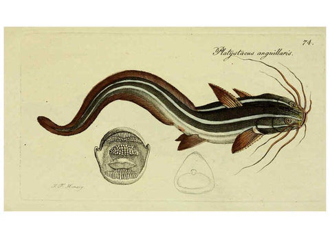 Reproducción/Reproduction 6006030122: M.E. Blochii ... Systema ichthyologiae iconibus CX illustratum v.2 Berolini :Sumtibus auctoris impressum et Bibliopolio Sanderiano commissum,1801