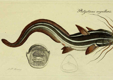 Reproducción/Reproduction 6006030122: M.E. Blochii ... Systema ichthyologiae iconibus CX illustratum v.2 Berolini :Sumtibus auctoris impressum et Bibliopolio Sanderiano commissum,1801