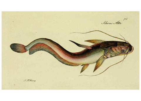 Reproducción/Reproduction 6005487471: M.E. Blochii ... Systema ichthyologiae iconibus CX illustratum v.2 Berolini :Sumtibus auctoris impressum et Bibliopolio Sanderiano commissum,1801