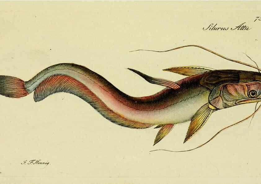 Reproducción/Reproduction 6005487471: M.E. Blochii ... Systema ichthyologiae iconibus CX illustratum v.2 Berolini :Sumtibus auctoris impressum et Bibliopolio Sanderiano commissum,1801