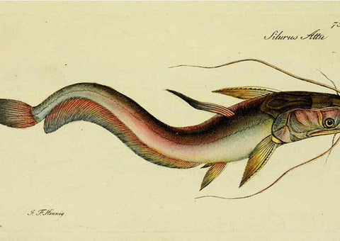 Reproducción/Reproduction 6005487471: M.E. Blochii ... Systema ichthyologiae iconibus CX illustratum v.2 Berolini :Sumtibus auctoris impressum et Bibliopolio Sanderiano commissum,1801